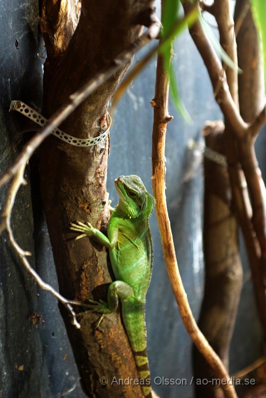 DSC_0031.JPG - Tropikariet, Leguan