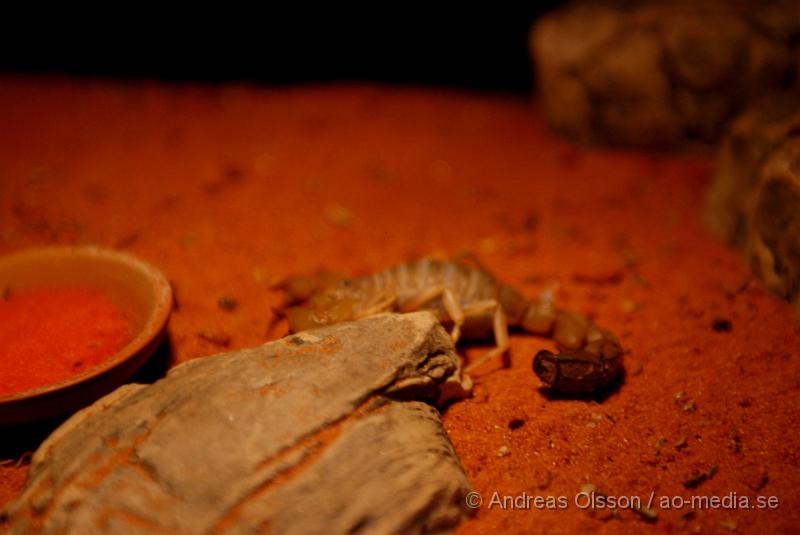 DSC_0042.JPG - Tropikariet; Skorpion