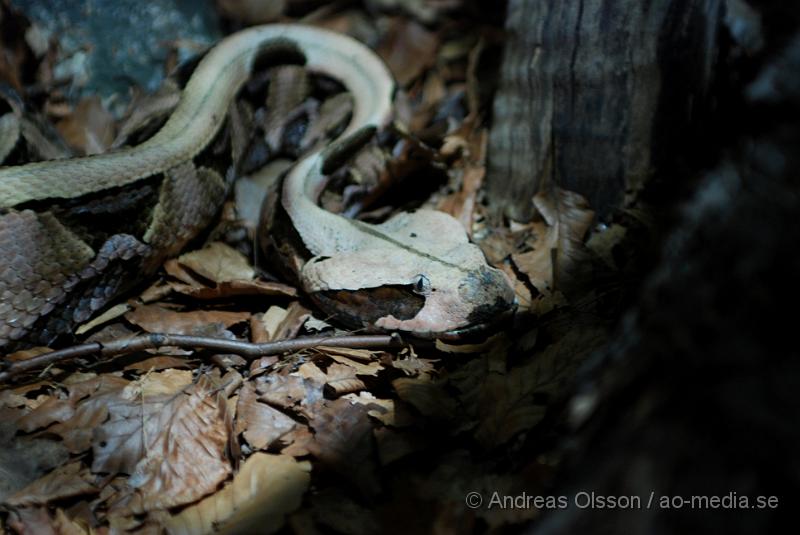 DSC_0044.JPG - Tropikariet, Gabbonpuffadder