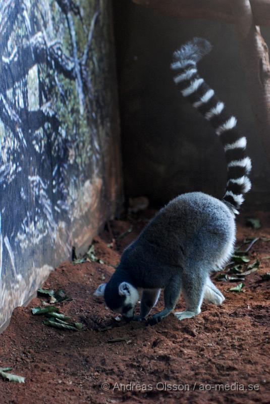 DSC_0069.JPG - Tropikariet, Lemur