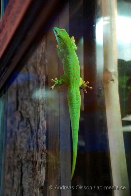 DSC_0071.JPG - Tropikariet, (Phelsuma) ödla