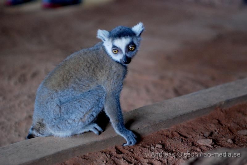 DSC_0072.JPG - Tropikariet, Lemur