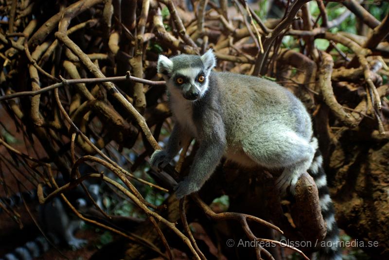 DSC_0078.JPG - Tropikariet, Lemur