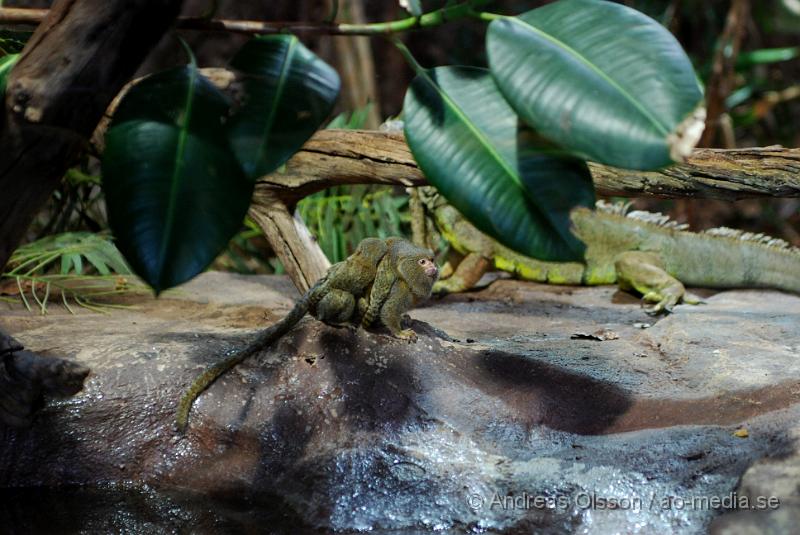 DSC_0112.JPG - Tropikariet, Dvärgsilkesapa med unge samt en Grön Leguan i bakgrunden.