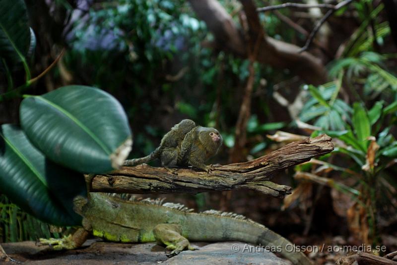 DSC_0114.JPG - Tropikariet, Dvärgsilkesapa med en unge samt en grön leguan nedanför.