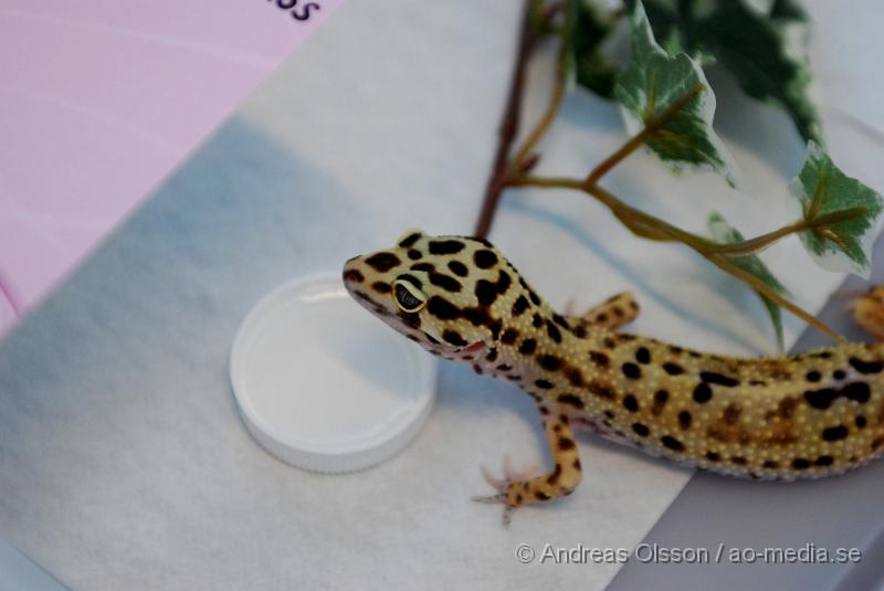 DSC_0001.JPG - Expo Syd - Reptilmässa i Kristianstad - Leopard Gecko