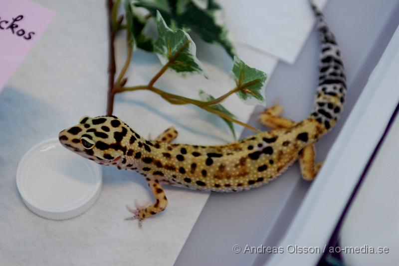 DSC_0003.JPG - Expo Syd - Reptilmässa i Kristianstad - Leopard Gecko