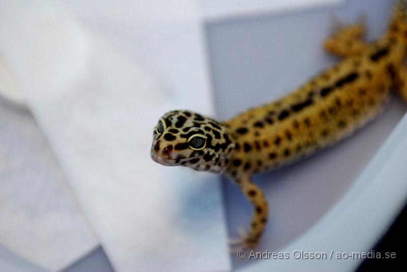 DSC_0004.JPG - Expo Syd - Reptilmässa i Kristianstad - Leopard Gecko