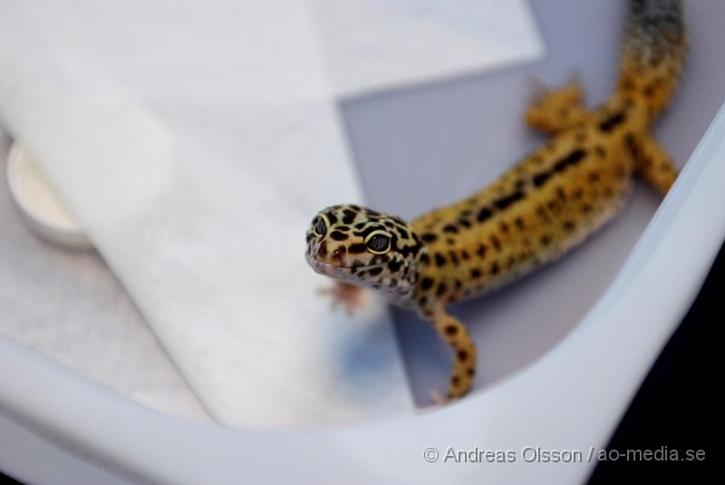 DSC_0008.JPG - Expo Syd - Reptilmässa i Kristianstad - Leopard Gecko