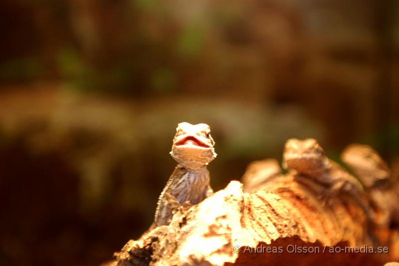 DSC_0011.JPG - Expo Syd - Reptilmässa i Kristianstad - Skäggagam