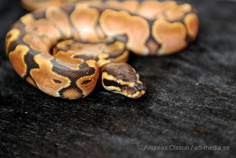 DSC_0028.JPG - Expo Syd - Reptilmässa i KristianstadKungspytonUppfödaren till mina ormar hade fått fram den häftiga färg kombination.. den ända i världen, tyvärr var det svårt att få det att synas bra på bild, men en otroligt vacker orm.. så hade man 145 000 över så varför inte? ;)