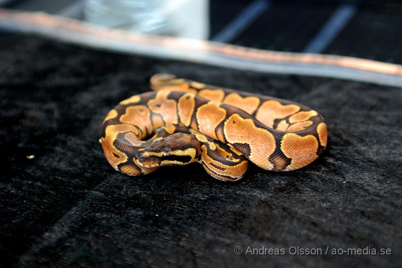 DSC_0030.JPG - Expo Syd - Reptilmässa i KristianstadKungspytonUppfödaren till mina ormar hade fått fram den häftiga färg kombination.. den ända i världen, tyvärr var det svårt att få det att synas bra på bild, men en otroligt vacker orm.. så hade man 145 000 över så varför inte? ;)