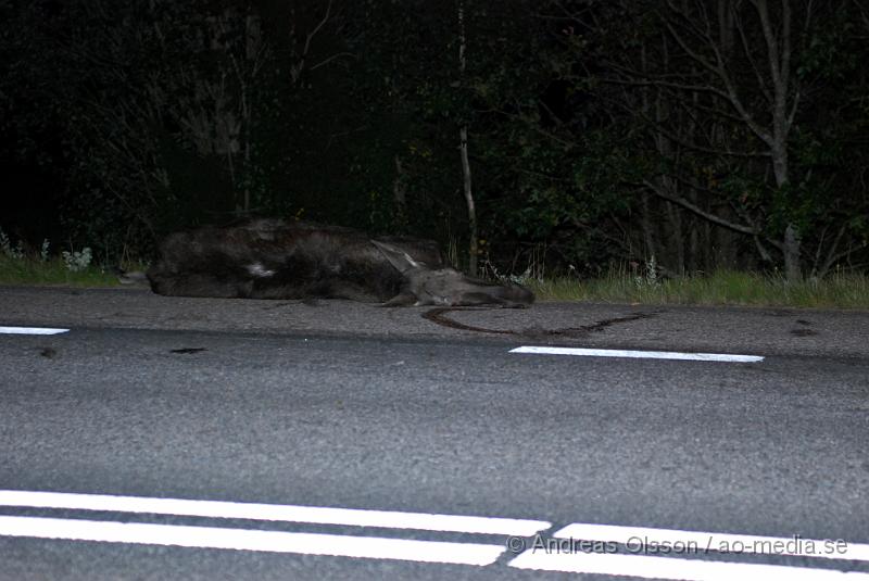 DSC_0031.JPG - Två personbilar körde vid 21 tiden på en älg i Valstaäng lite utanför nyköping. Det var först en personbil som körde på älgen sedan kom det ännu en personbil och körde "över" den när den låg på vägbanan. Ingen person ska ha skadats allvarligt,  men chockats.