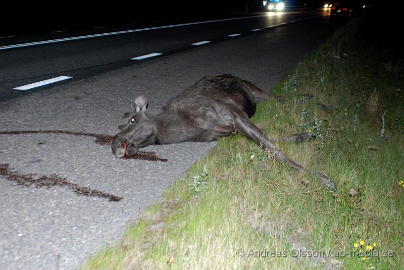 DSC_0041.JPG - Två personbilar körde vid 21 tiden på en älg i Valstaäng lite utanför nyköping. Det var först en personbil som körde på älgen sedan kom det ännu en personbil och körde "över" den när den låg på vägbanan. Ingen person ska ha skadats allvarligt,  men chockats.