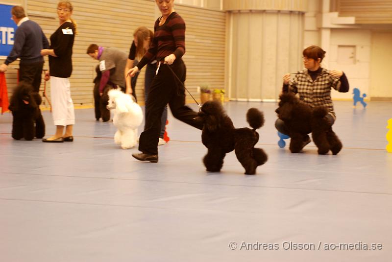 DSC_0025.JPG - Hundutställning i Hässleholm. Pudelklubbens officella utställning.Ozzy