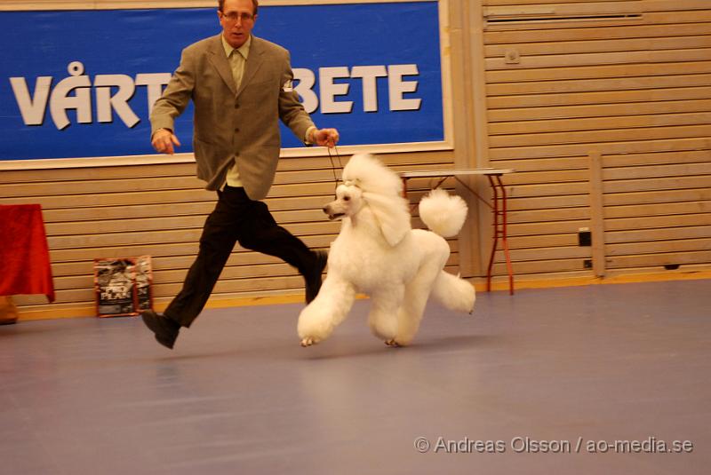 DSC_0083.JPG - Hundutställning i Hässleholm. Pudelklubbens officella utställning