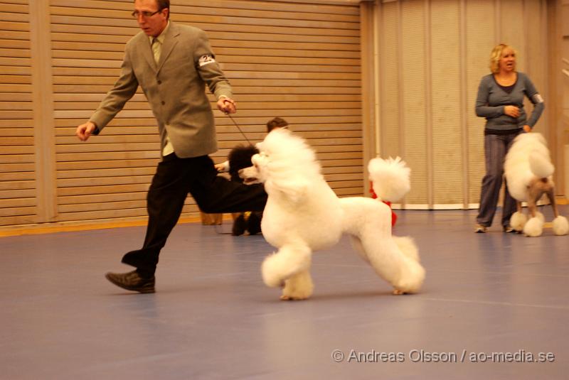 DSC_0093.JPG - Hundutställning i Hässleholm. Pudelklubbens officella utställning