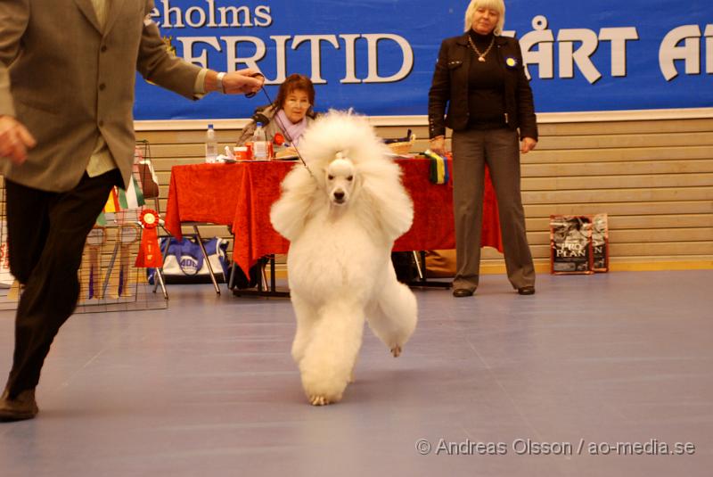 DSC_0095.JPG - Hundutställning i Hässleholm. Pudelklubbens officella utställning