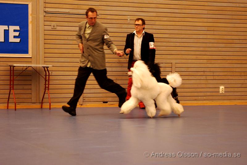 DSC_0099.JPG - Hundutställning i Hässleholm. Pudelklubbens officella utställning