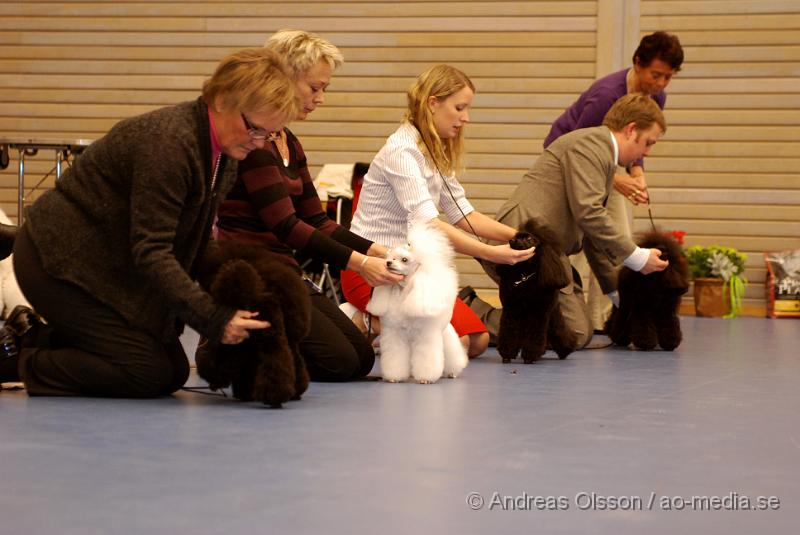 DSC_0103.JPG - Hundutställning i Hässleholm. Pudelklubbens officella utställning