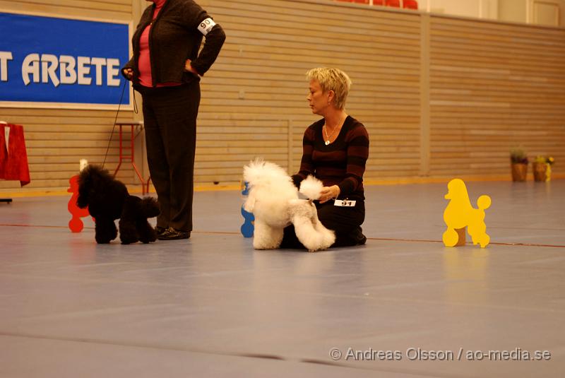 DSC_0136.JPG - Hundutställning i Hässleholm, Pudelklubbens officella utställning