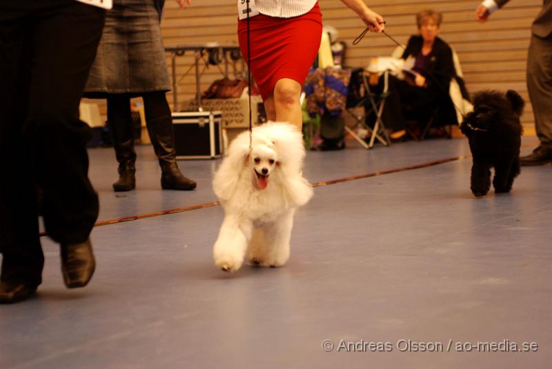 DSC_0145.JPG - Hundutställning i Hässleholm. Pudelklubbens officella utställning