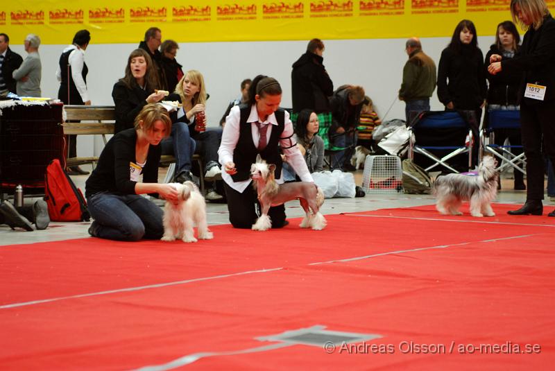 DSC_0006.JPG - Valputställning i Malmö - Kinesisk nakenhund