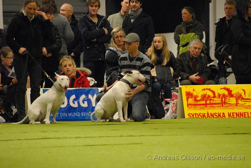 DSC_0012..JPG - Valputställning i Malmö - Bullterrier