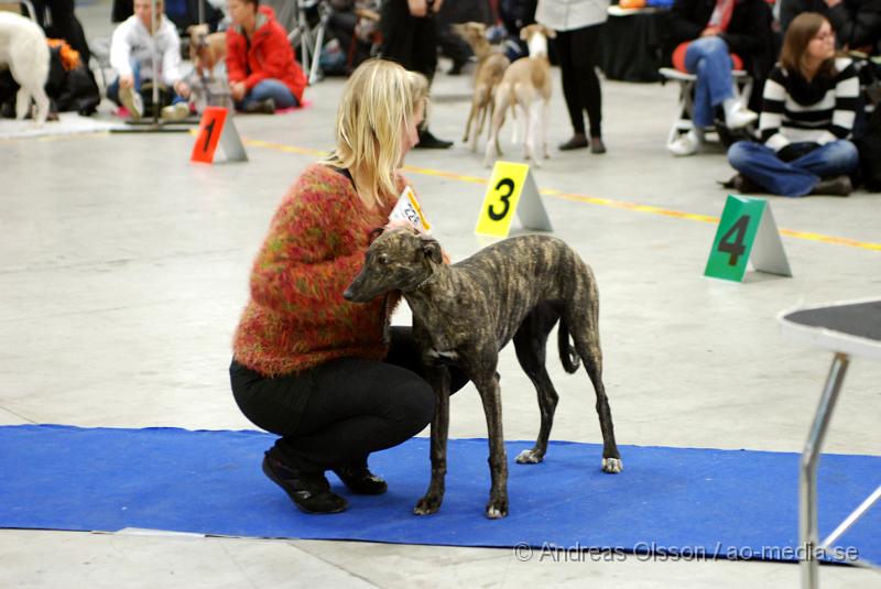 DSC_0029.JPG - Valputställning i Malmö - Grey Hound