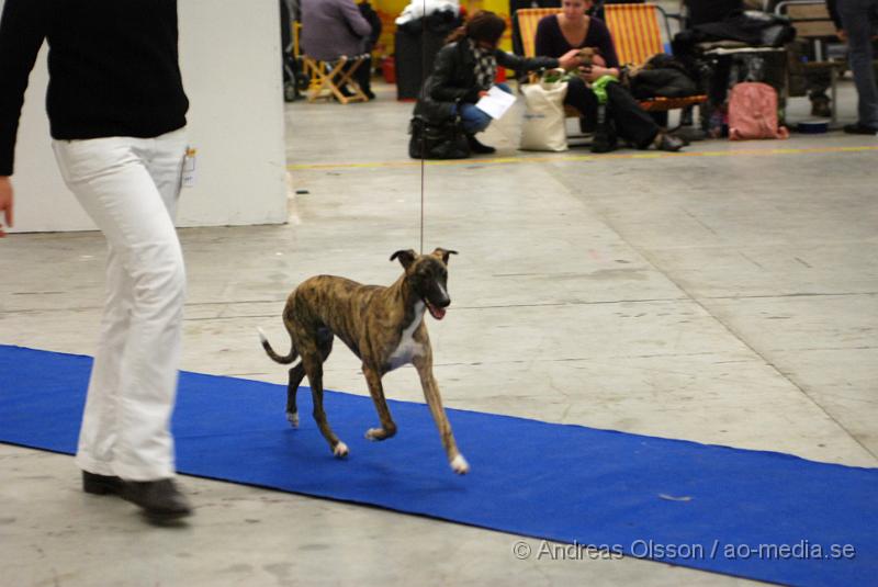 DSC_0038.JPG - Valputställning i Malmö - Whippet