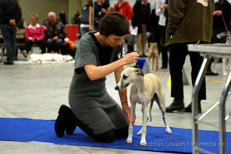 DSC_0040.JPG - Valputställning i Malmö - Whippet