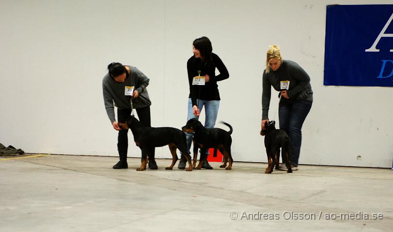 DSC_0041.JPG - Valputställning i Malmö - Rottweiler