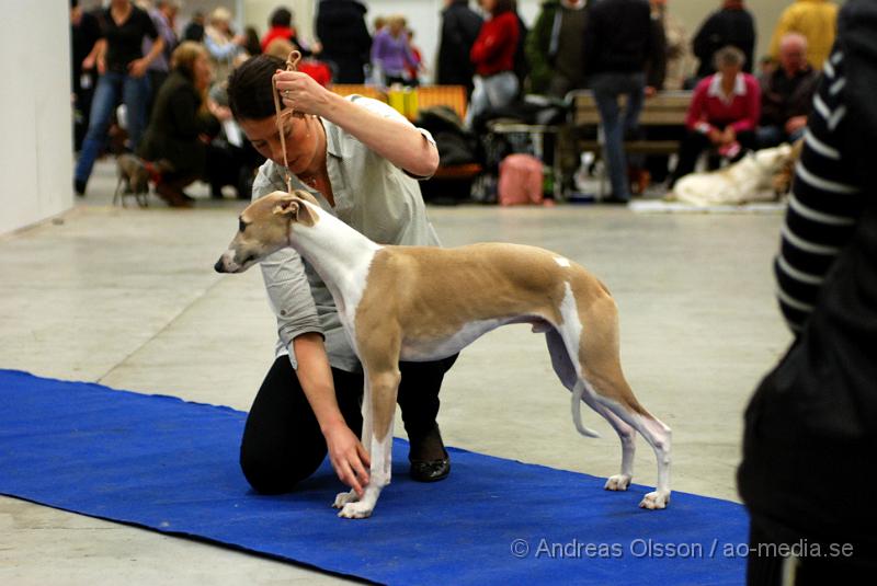 DSC_0044.JPG - Valputställning i Malmö - Whippet