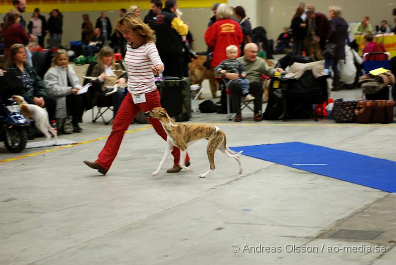 DSC_0047.JPG - Valputställning i Malmö - Whippet