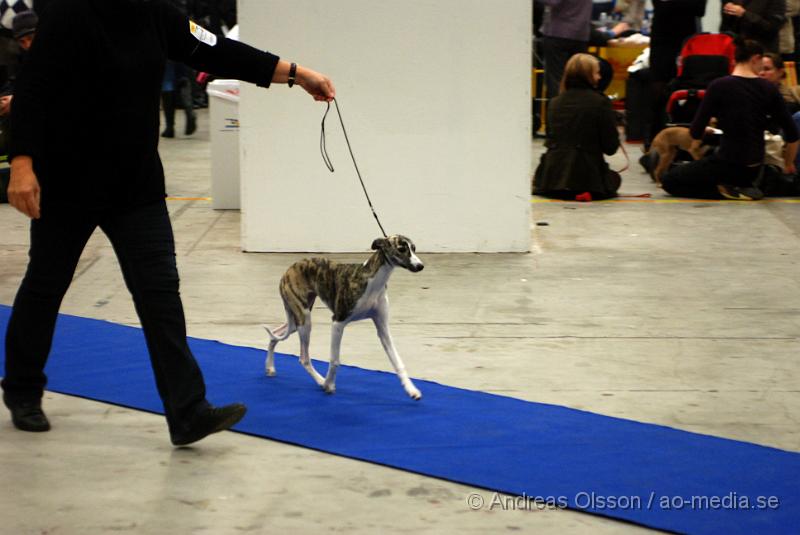 DSC_0055.JPG - Valputställning i Malmö - Whippet