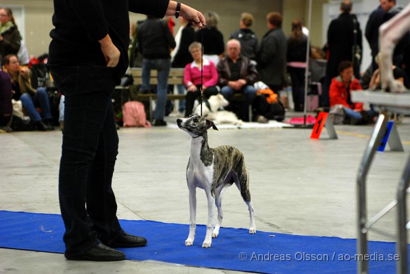 DSC_0056.JPG - Valputställning i Malmö - Whippet