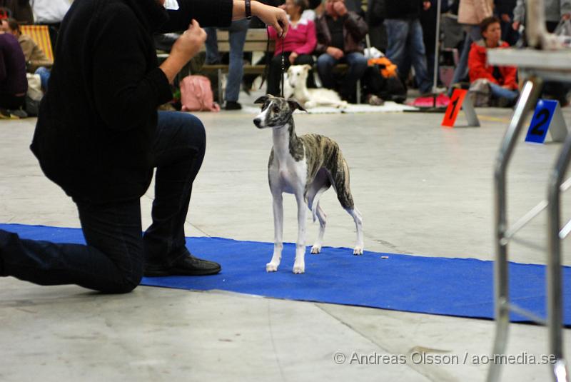 DSC_0058.JPG - Valputställning i Malmö - Whippet