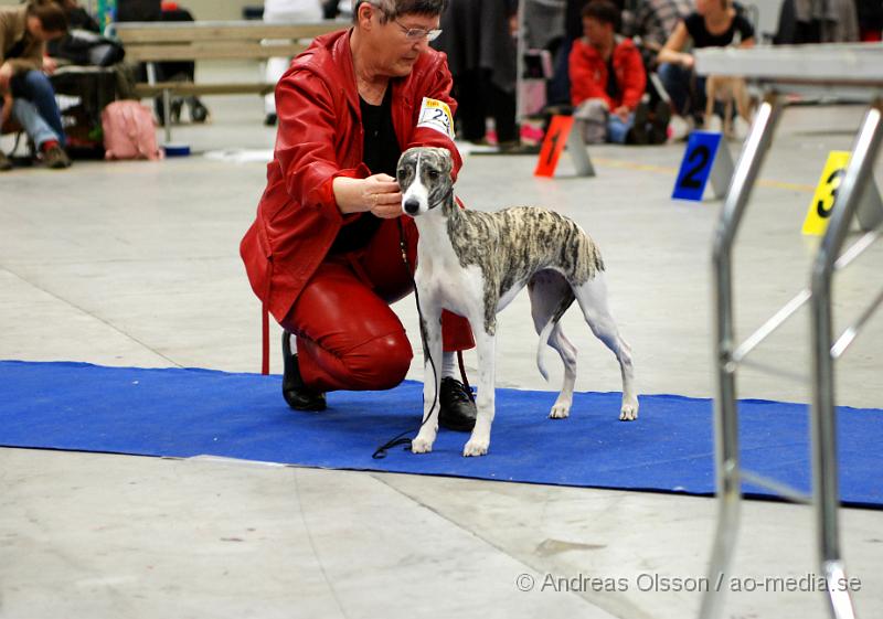 DSC_0060.JPG - Valputställning i Malmö - Whippet