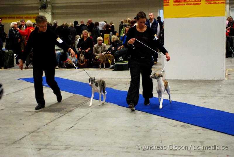 DSC_0064.JPG - Valputställning i Malmö - Whippet