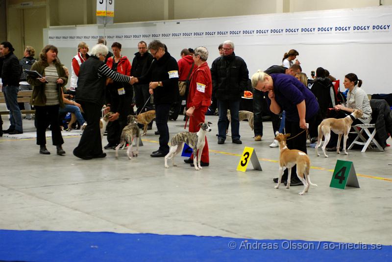 DSC_0065.JPG - Valputställning i Malmö - Whippet