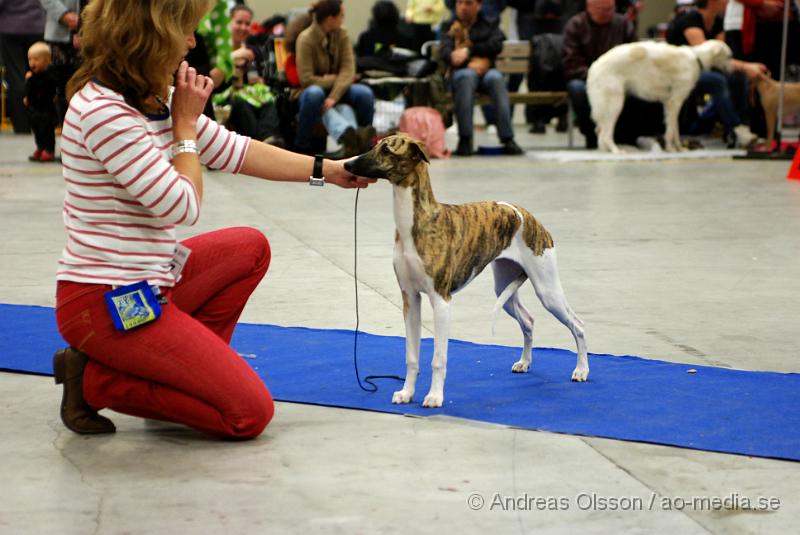 DSC_0068.JPG - Valputställning i Malmö - Whippet