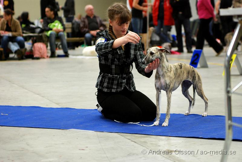 DSC_0074.JPG - Valputställning i Malmö - Whippet