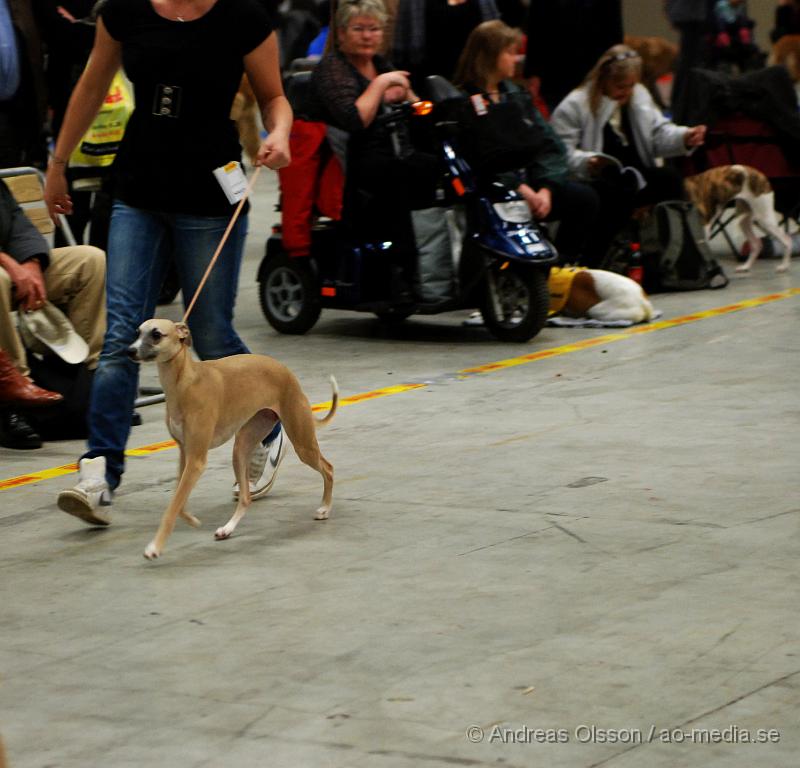 DSC_0079.JPG - Valputställning i Malmö - Whippet