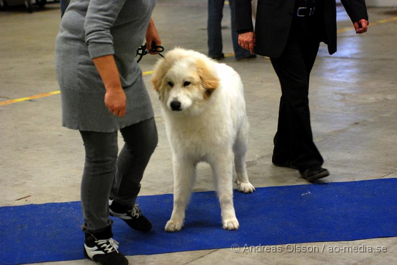 DSC_0086.JPG - Valputställning i Malmö - Pyrenéerhund