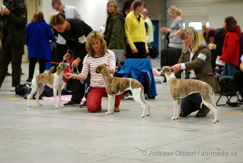 DSC_0088.JPG - Valputställning i Malmö - Whippet