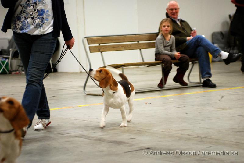 DSC_0094.JPG - Valputställning i Malmö - Beagle