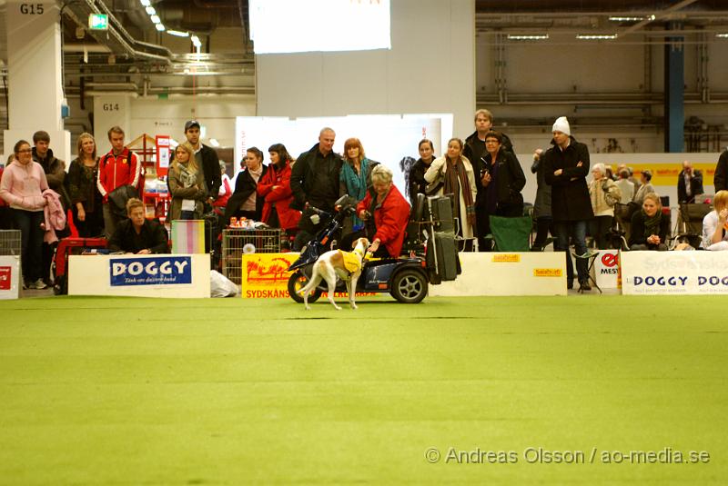 DSC_0097.JPG - Valputställning i Malmö - Whippet (Svergies enda whippet som är tjänstehund)