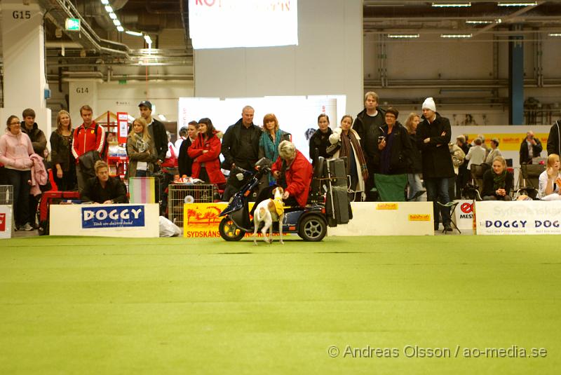 DSC_0098.JPG - Valputställning i Malmö - Whippet (Svergies enda whippet som är tjänstehund)