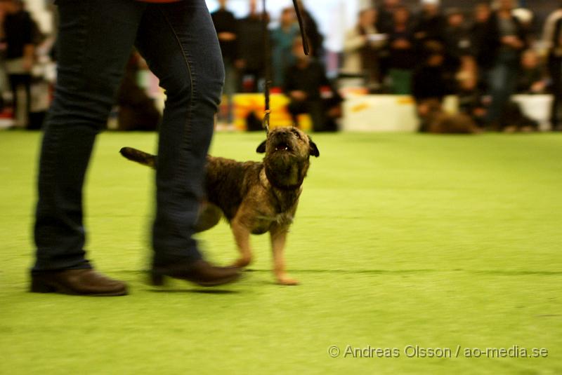 DSC_0112.JPG - Valputställning i Malmö - Borderterrier