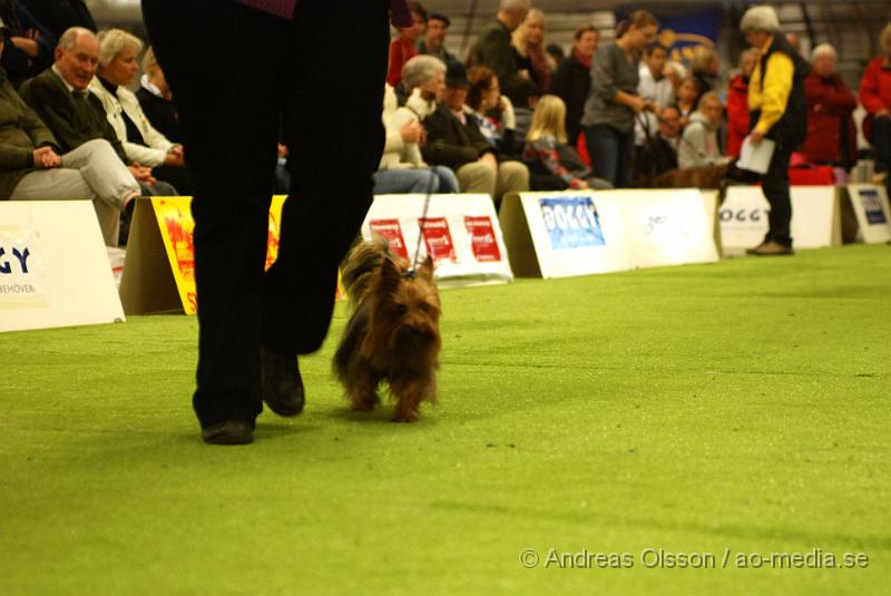 DSC_0121.JPG - Valputställning i Malmö - Yorkshireterrier